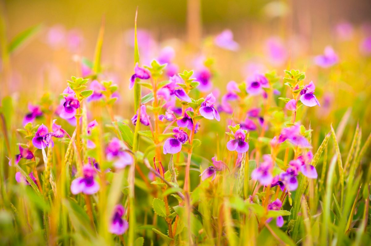 Pink and purple wildflowers in bloom on the Kaas Plateau